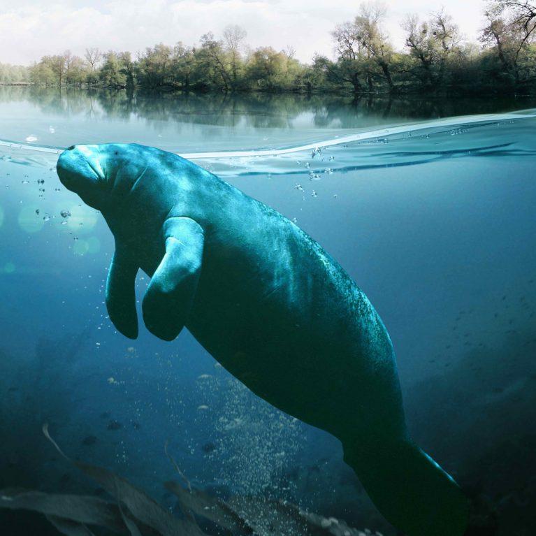Threats facing the African Manatee Population in Cameroon: An Urgent Call to Action
