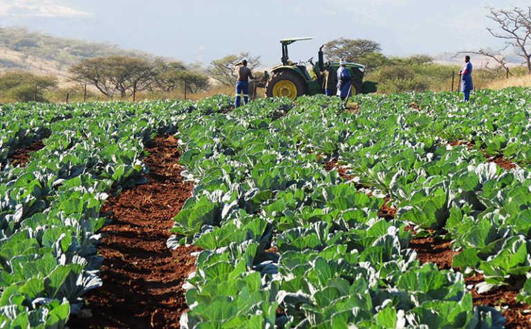 Economic Implications for South African Vegetable producers