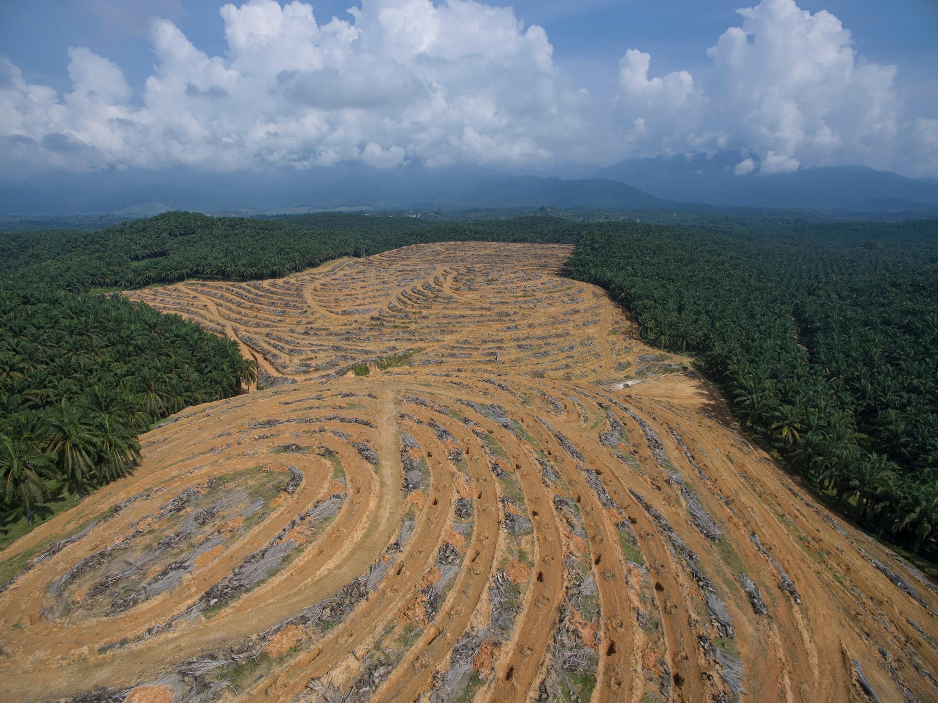 The Role of Deforestation in Accelerating Dry Conditions