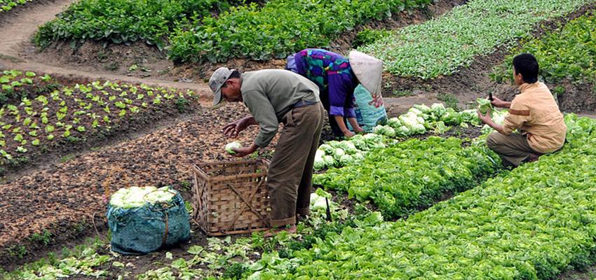 empowering Smallholder⁣ Farmers:‍ Success Stories ⁢and Challenges