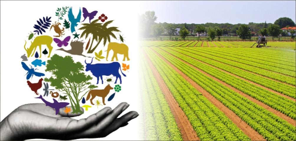 Agricultural Diversity: Harnessing Potential Beyond Cashews