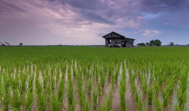 The Significance​ of rice Aid in​ Addressing Food Security⁤ Challenges in Uganda