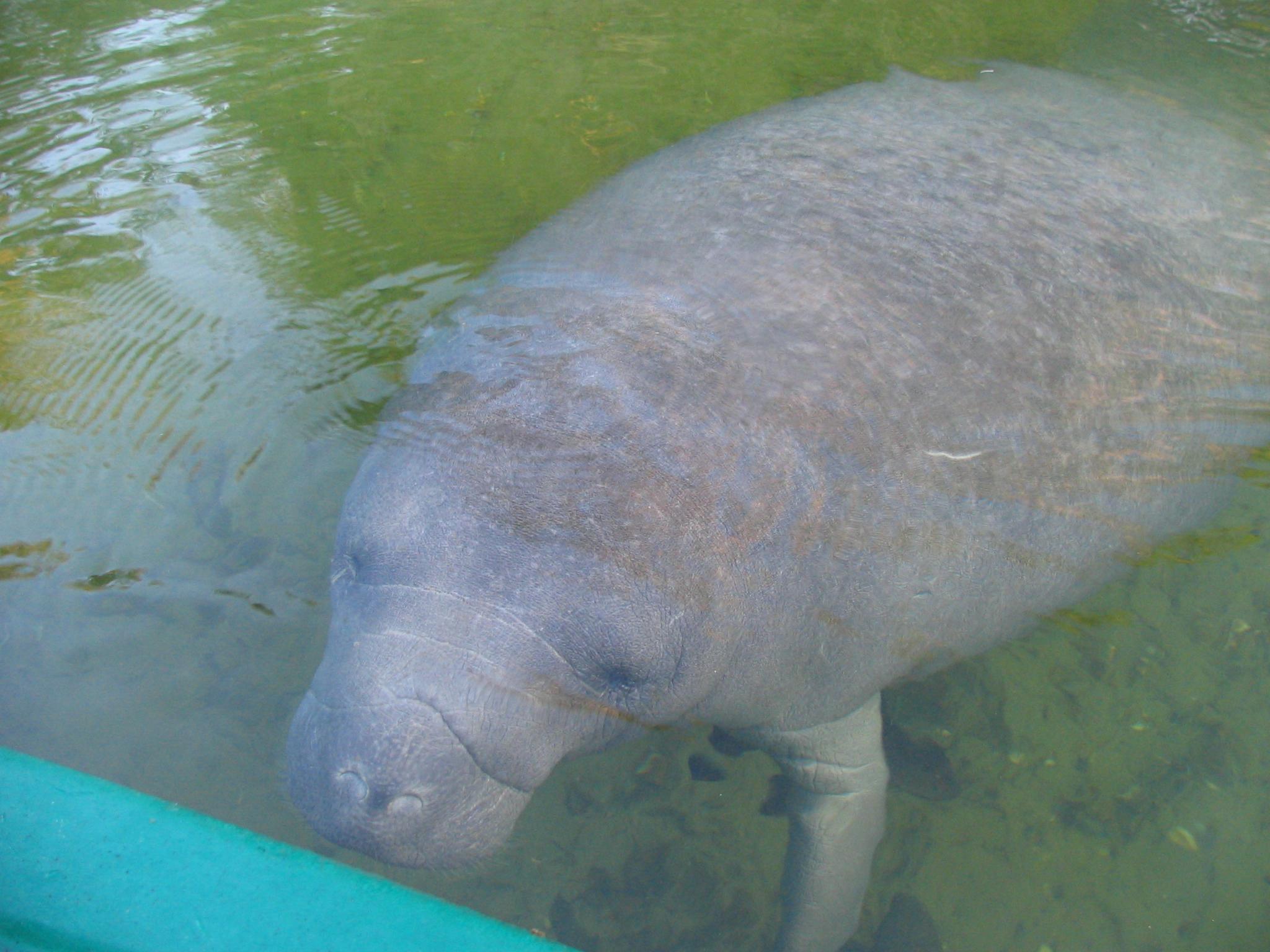 Community Engagement: Local involvement in ⁣Manatee Conservation Efforts