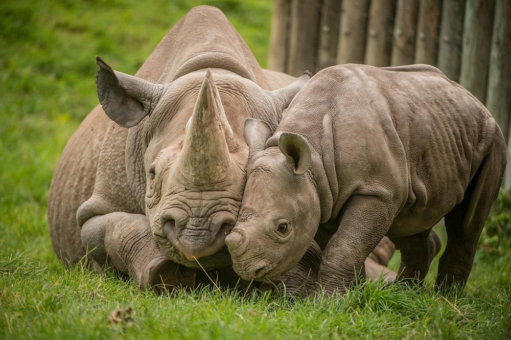 The Journey of Rhino Conservation in Uganda