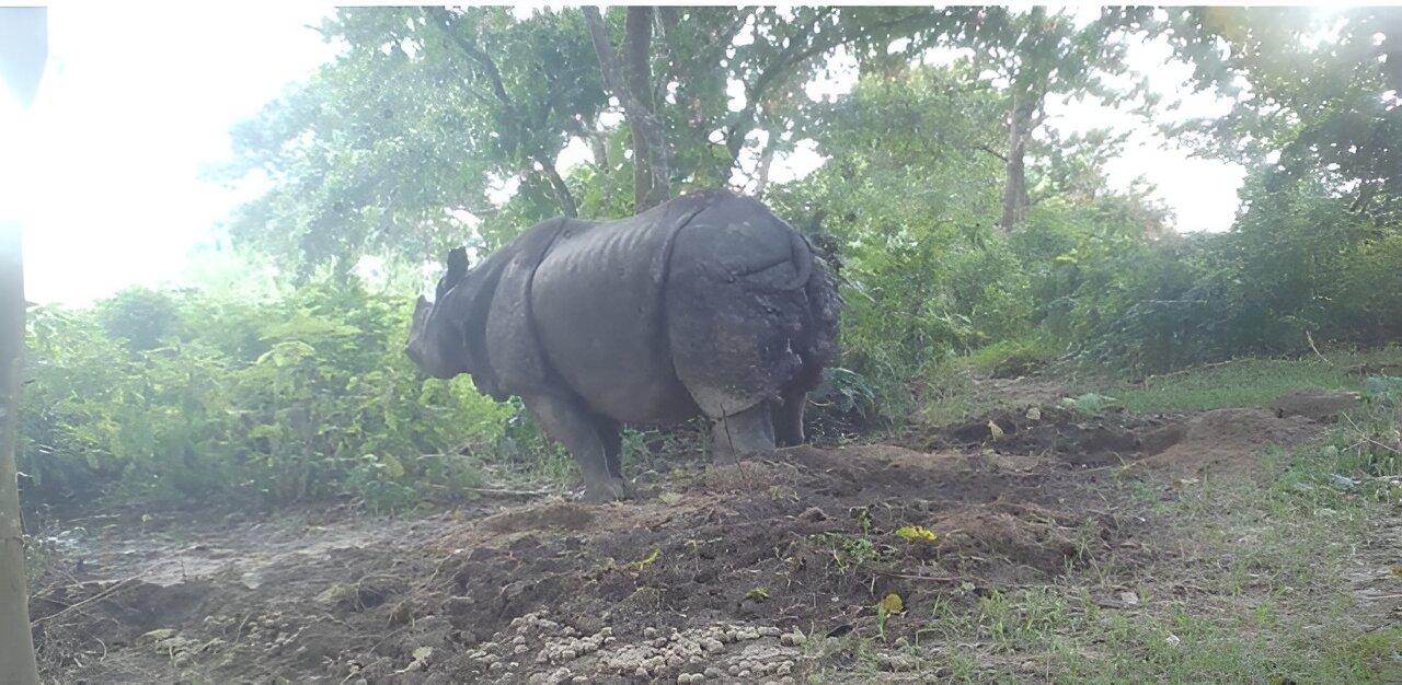 Challenges of Rhino Reintroduction and Habitat Restoration