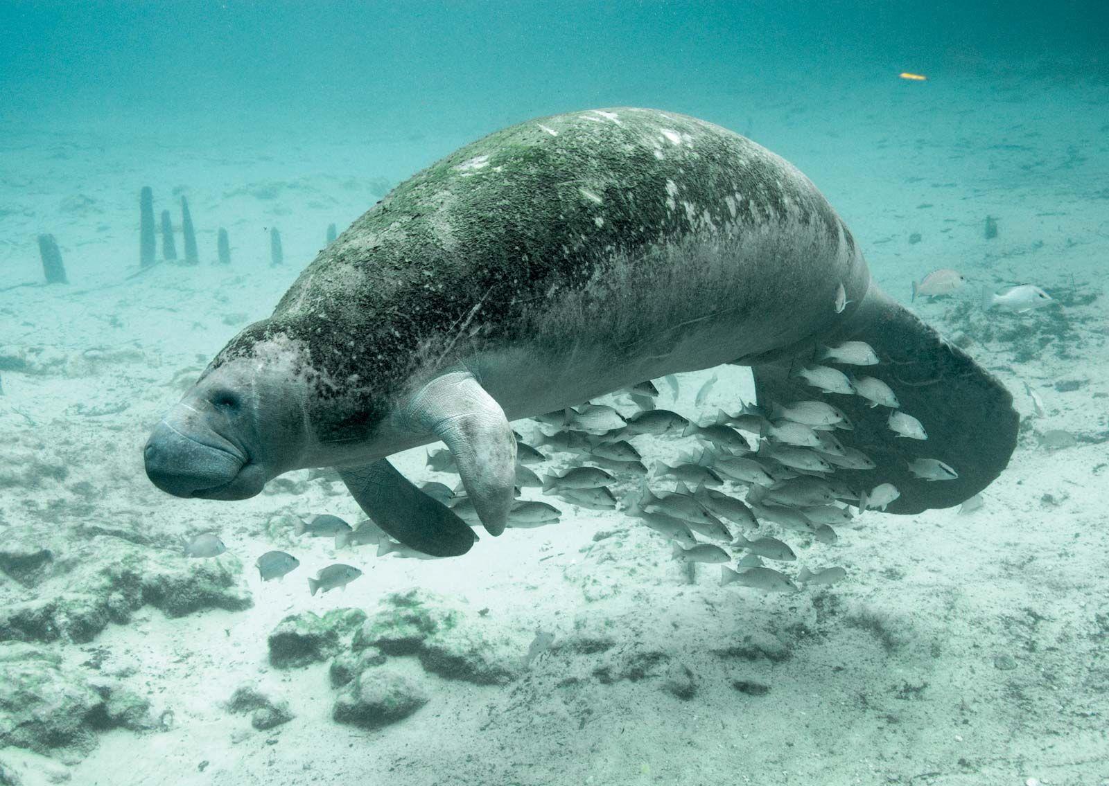 Understanding the Ecological Role of the African Manatee in Cameroon’s Waterways