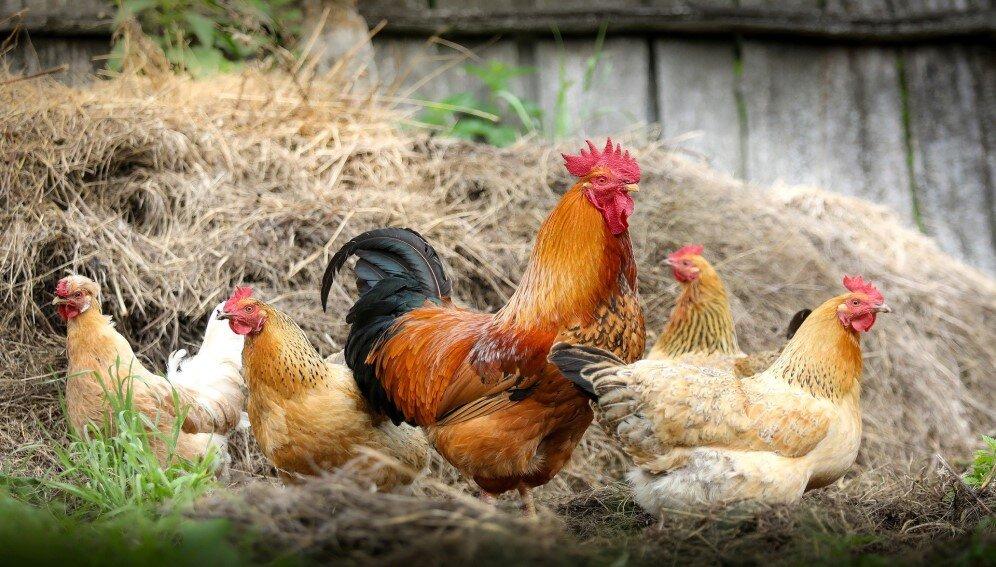 Success Stories from Regions Adopting Resilient Chicken Breeds