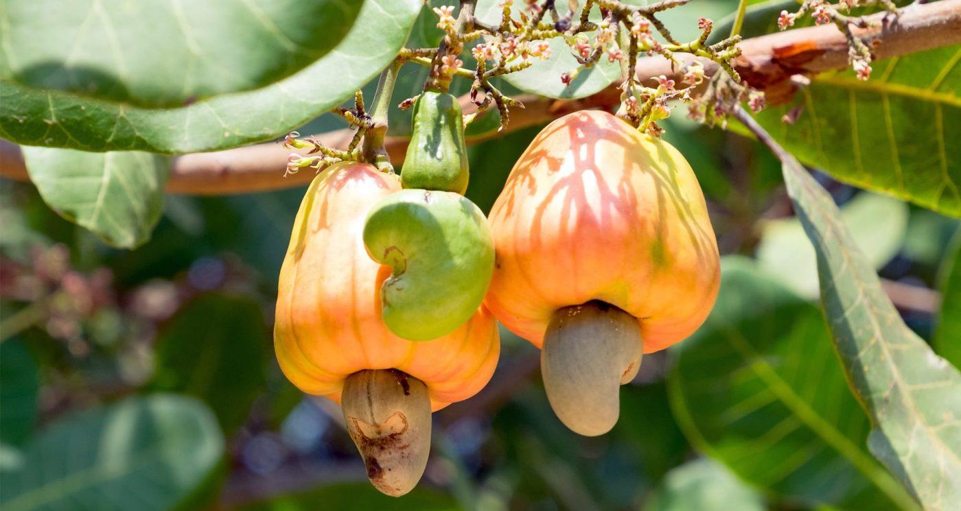 The Cashew Economy: Key Driver for Guinea-Bissau's Growth and Development