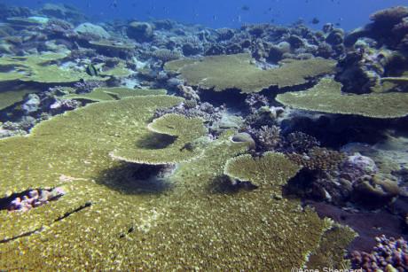Recommendations for Safeguarding Chagos Biodiversity amidst Territorial Changes