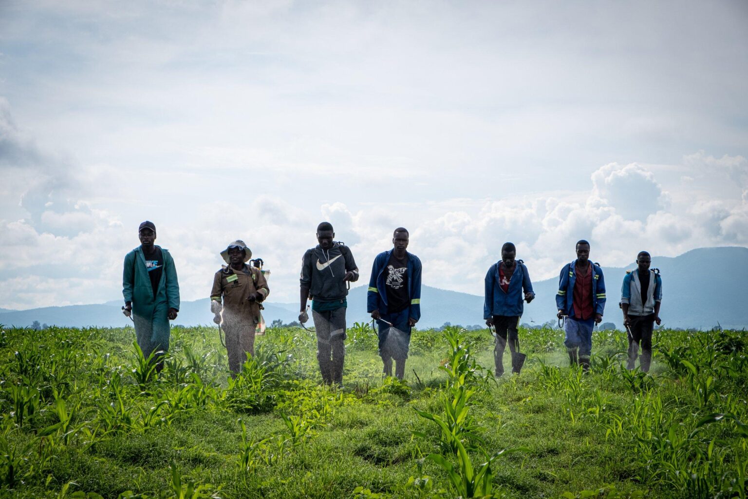 Record grain harvest showcases resilience of South Africa farmers – ZAWYA